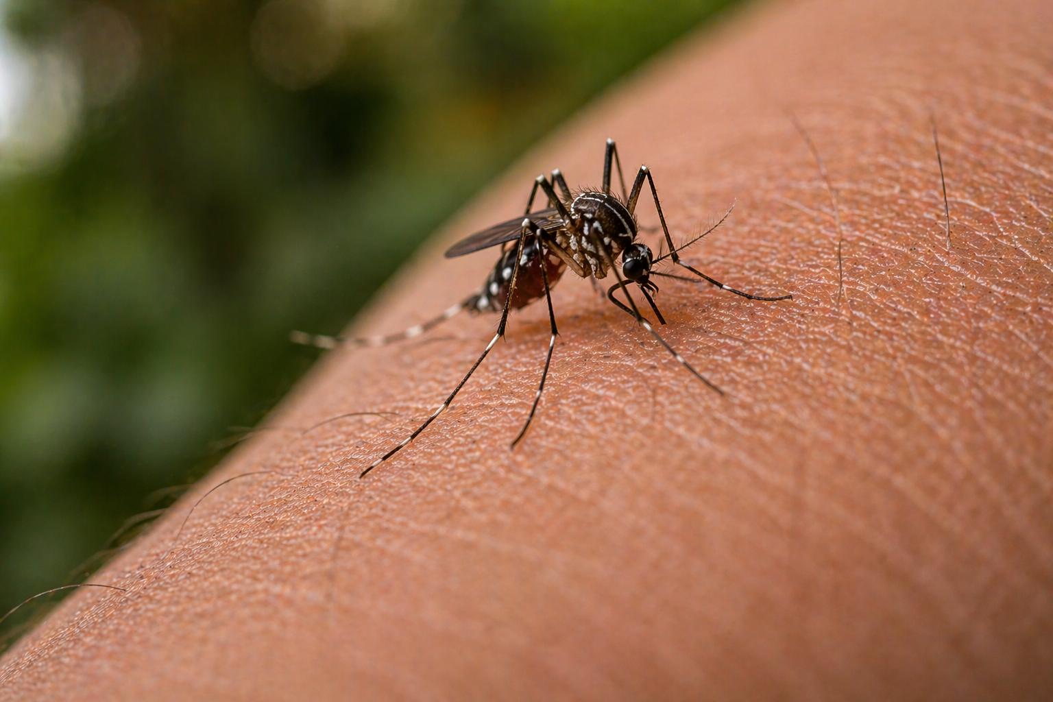 Mosquito Control