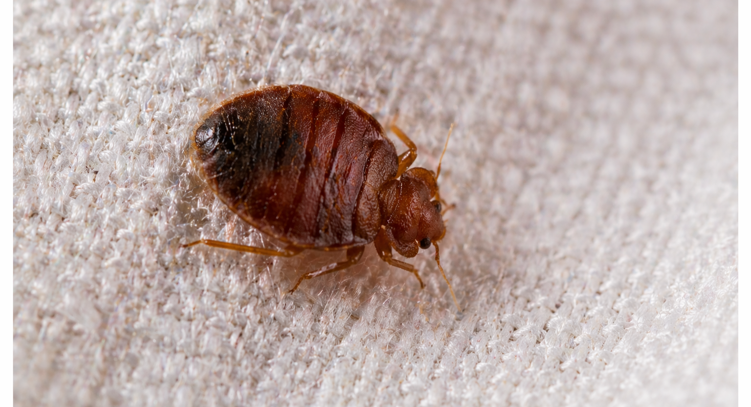 Bed Bug Control